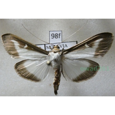 Cydalima perspectalis (Walker, 1859) Ćma bukszpanowa Poland98f